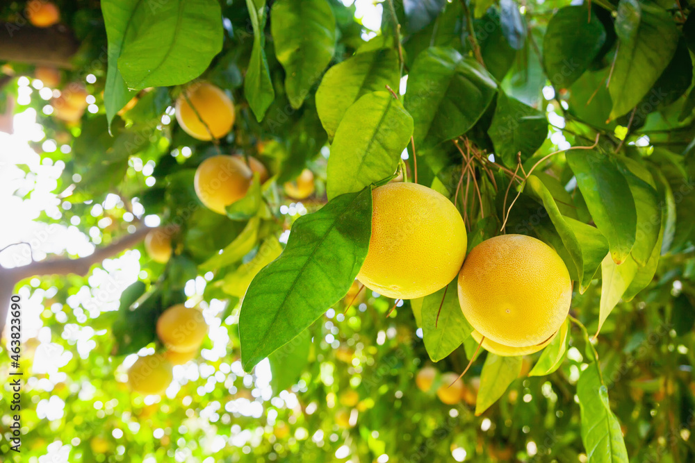 Yellow ripe grapefruit on a tree branch in the orchard