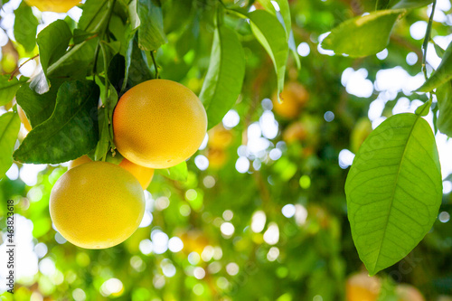 Obraz na płótnie Yellow ripe grapefruit on a tree branch in the orchard w salonie
