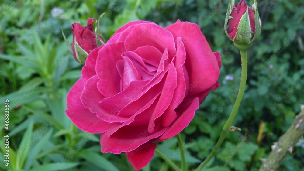 Sommerblume Sommerblume