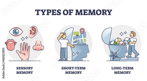 Types of memory - sensory, short-term and long-term, vector outline diagram. Sensory information transferred and stored as memories. Cognitive science research and studying the human mind and brain. photo