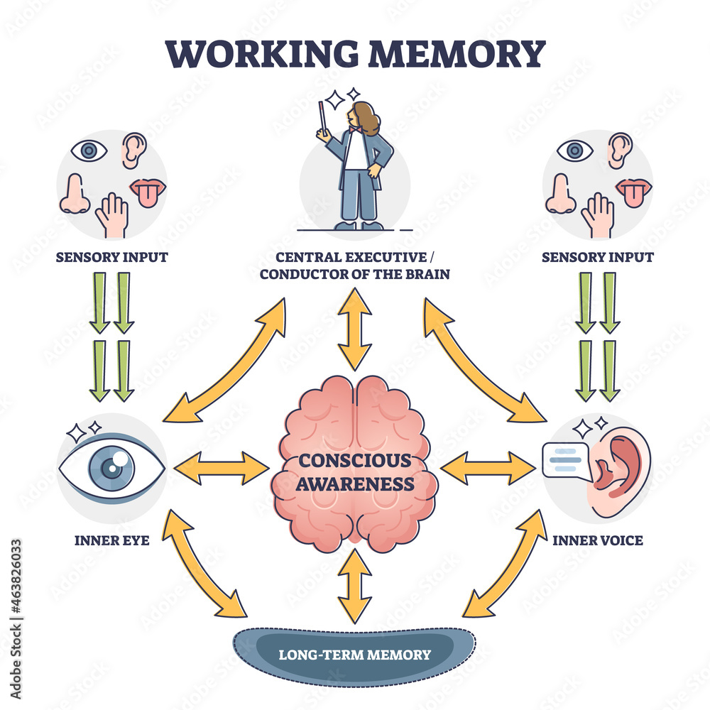 Working memory and conscious awareness, outline diagram vector illustration. Sensory input stage followed by processes of the brain and storing information in long term memory. Cognitive science study - obrazy, fototapety, plakaty 