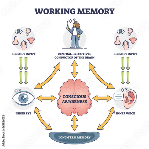 Working memory and conscious awareness, outline diagram vector illustration. Sensory input stage followed by processes of the brain and storing information in long term memory. Cognitive science study