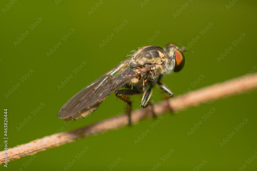 robber fly is waiting for prey.
robber fly on a leaf waiting for prey robber fly is waiting for prey.
robber fly on a leaf waiting for prey