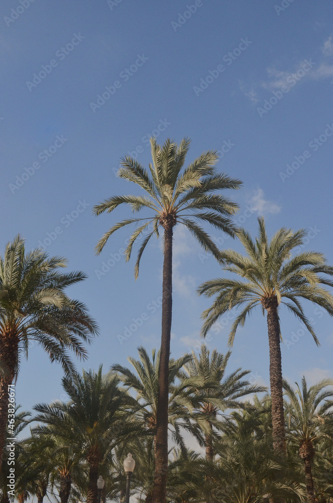 Palm Trees in Alicante, Spain | Europe Travel Photography