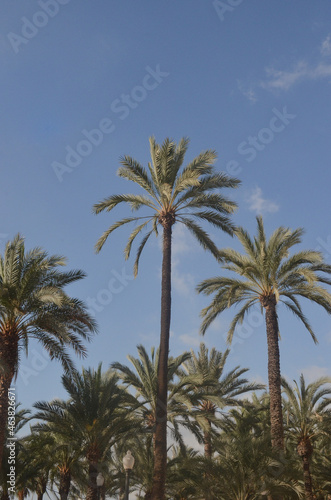 Palm Trees in Alicante, Spain   Europe Travel Photography © Julia
