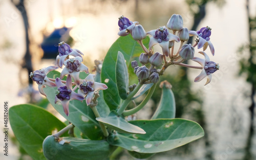 Blooming Crown Flower, Giant Milkweed, Calotropis gigantea, Giant Calotrope Flower
