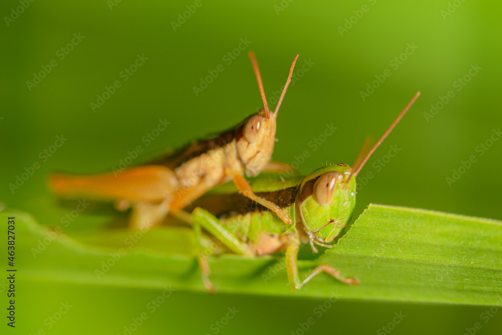 The small swamp grasshopper (Stethophyma grossum), an endangered species of insect unique to wet meadows and marshes The small swamp grasshopper (Stethophyma grossum), an endangered species of insect unique to wet meadows and marshes
