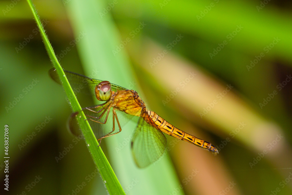 Capung (Indonesia) or Dragonflies are a group of insects belonging to the Odonata nation. has four me transparent and a long needle-like body. Capung (Indonesia) or Dragonflies are a group of insects belonging to the Odonata nation. has four me transparent and a long needle-like body.