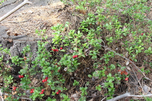 cowberry in the forest