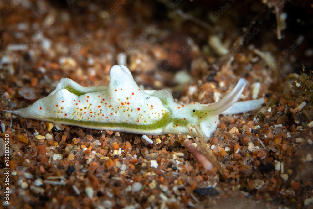 Spotted Elysia Nudibranch in the Mediterranean Sea Spotted Elysia Nudibranch in the Mediterranean Sea