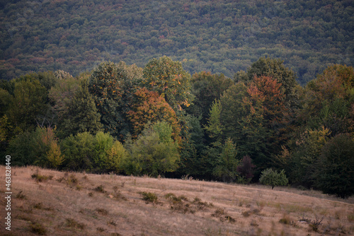 autumn landscape on sunny day with colorfully forest meadow and trees