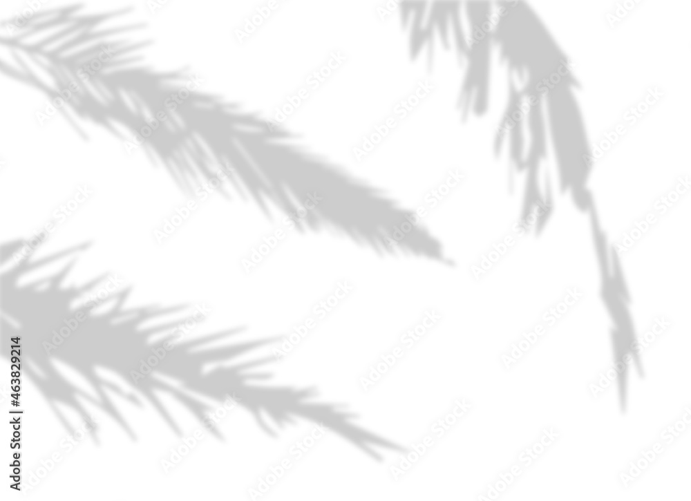 Set of palm leaf shadows. blurred effect. Three natural silhouettes. Beautiful plant branch. Realistic botanical background. Decorative Design element. Set of palm leaf shadows. blurred effect. Three natural silhouettes. Beautiful plant branch. Realistic botanical background. Decorative Design element.