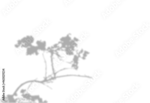 The shadow of blossom cherry branch with flowers or sakura. Blurry effect. Beautiful plant branch. Realistic botanical background. Decorative Design element.