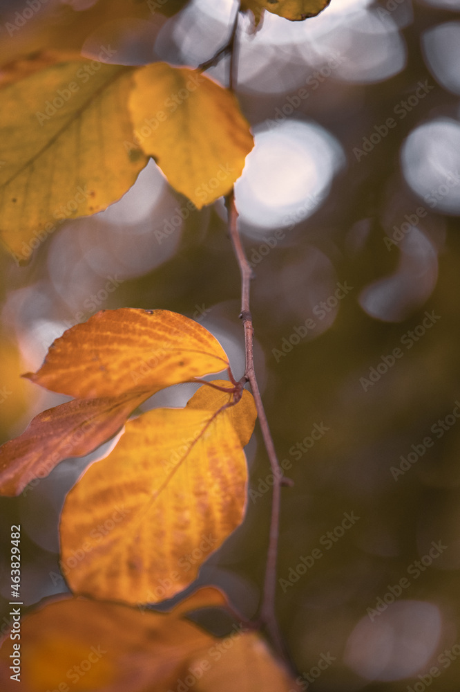 Herbstblätter braun/gelb am Baum hängend, Oktobertag Herbstblätter braun/gelb am Baum hängend, Oktobertag