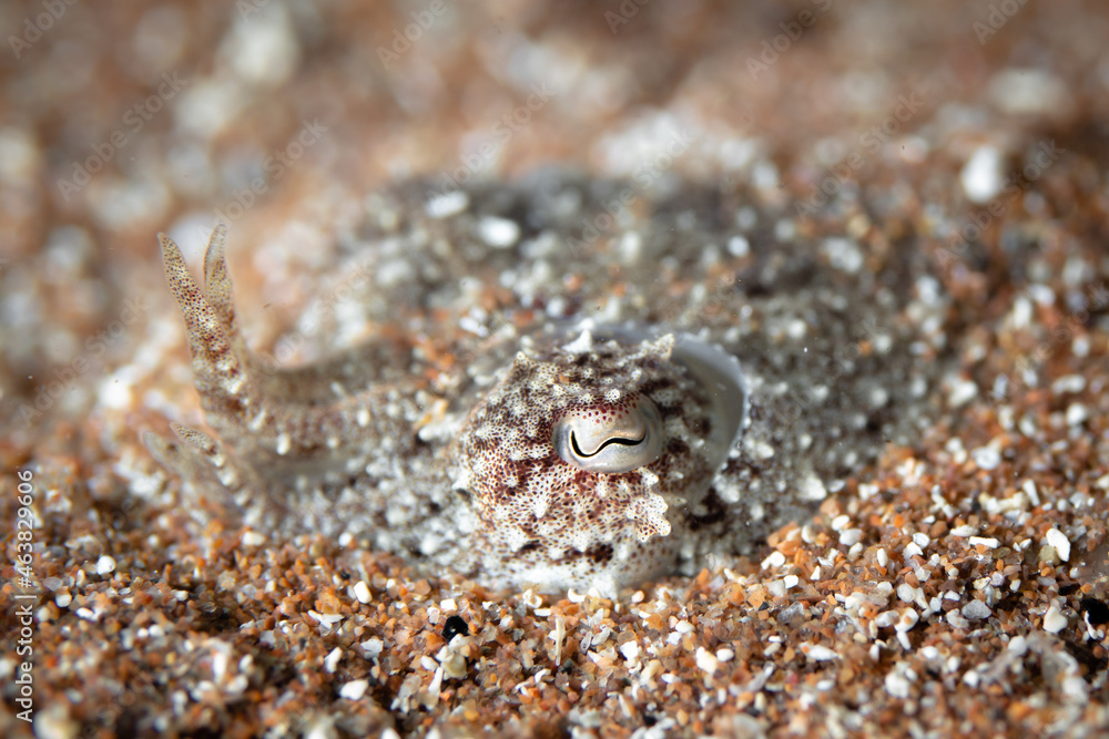 Close up detail of cuttlefish - Sepia camouflaging with its surrounding in the Mediterranean Sea