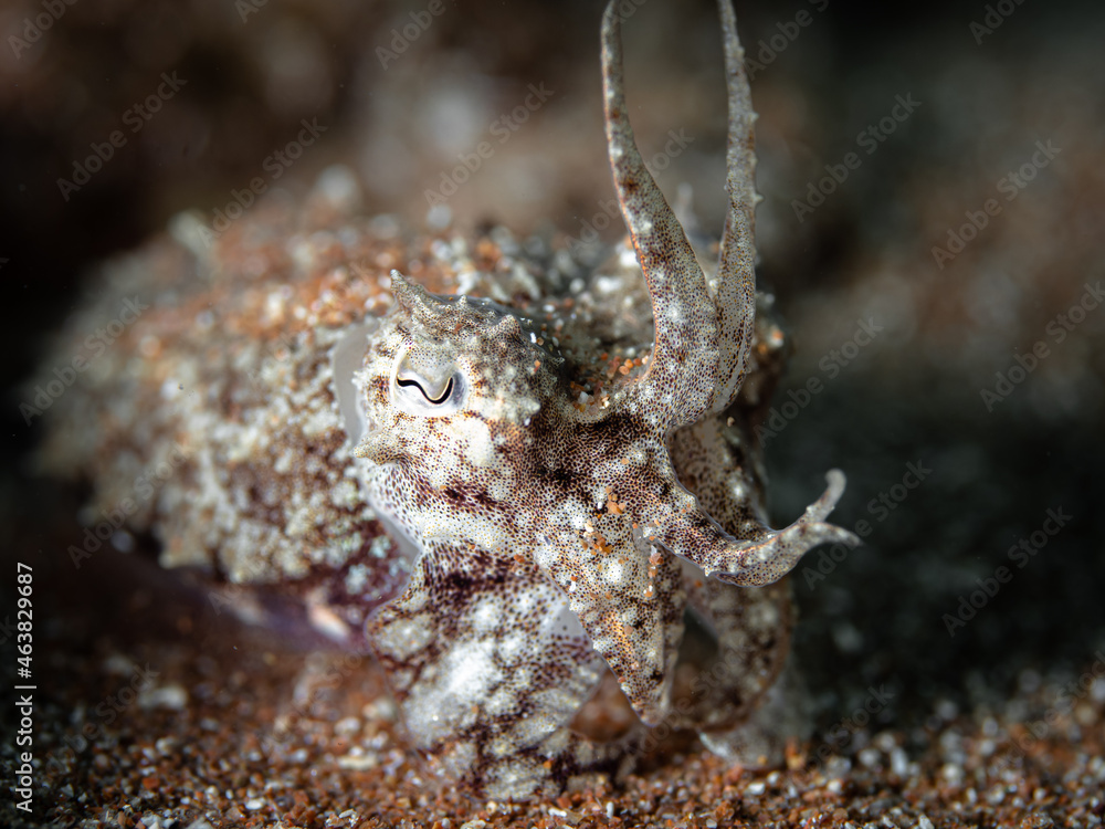 Close up detail of cuttlefish - Sepia camouflaging with its surrounding in the Mediterranean Sea