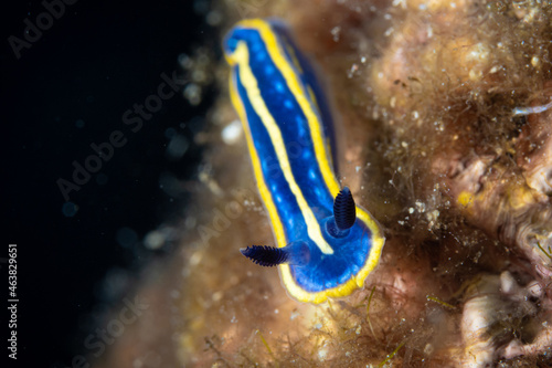 Blue-yellow Nudibranch in , Hypselodoris tricolor, Larvotto, Mediterranean Sea