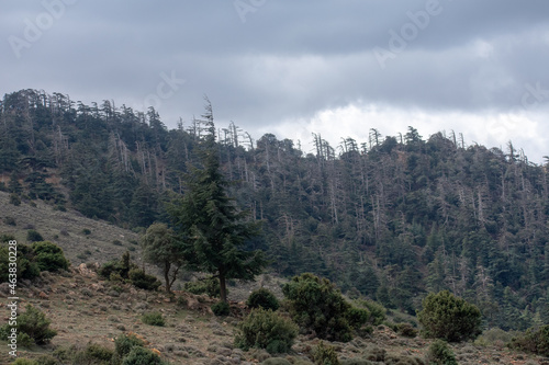 Belezma National park in the Aures region in Batna, Algeria photo