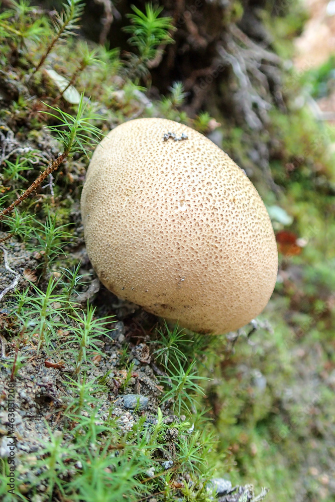 Close up of common earthball fungus Close up of common earthball fungus