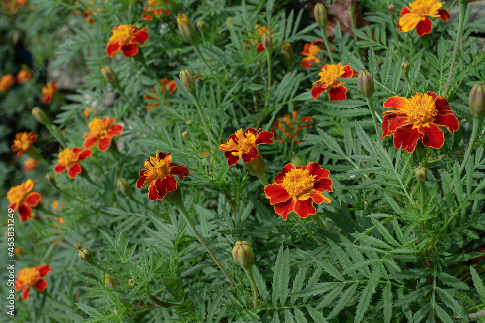 Red flowers that represents the heart of Buddhism.