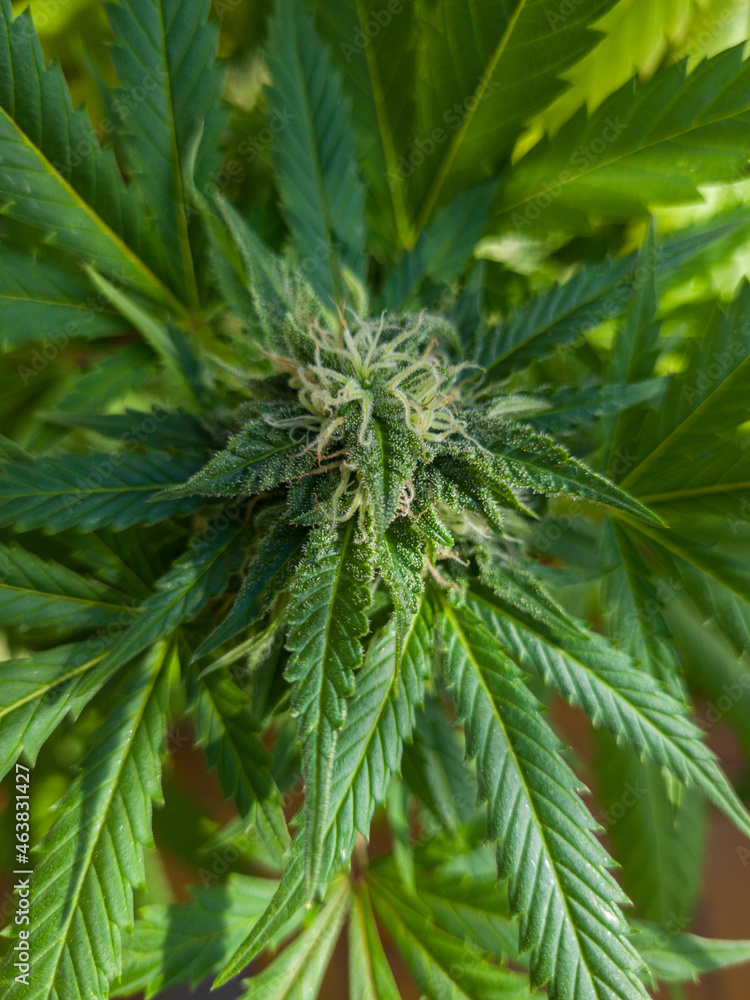 Grüne Cannabis Blüte in Großaufnahme Grüne Cannabis Blüte in Großaufnahme
