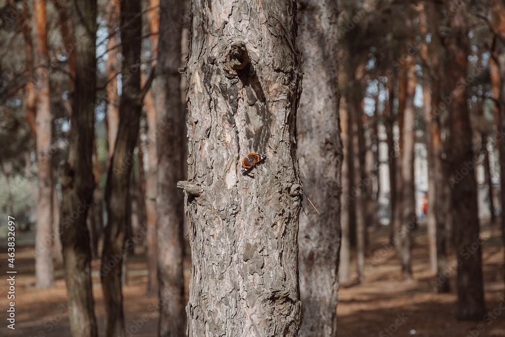 butterfly on a tree trunk in the forest butterfly on a tree trunk in the forest
