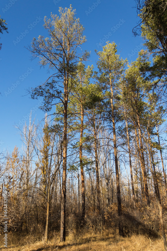 tall pines in the Khan Grove city of Uralsk, Kazakhstan, conifers, park, forest in autumn tall pines in the Khan Grove city of Uralsk, Kazakhstan, conifers, park, forest in autumn