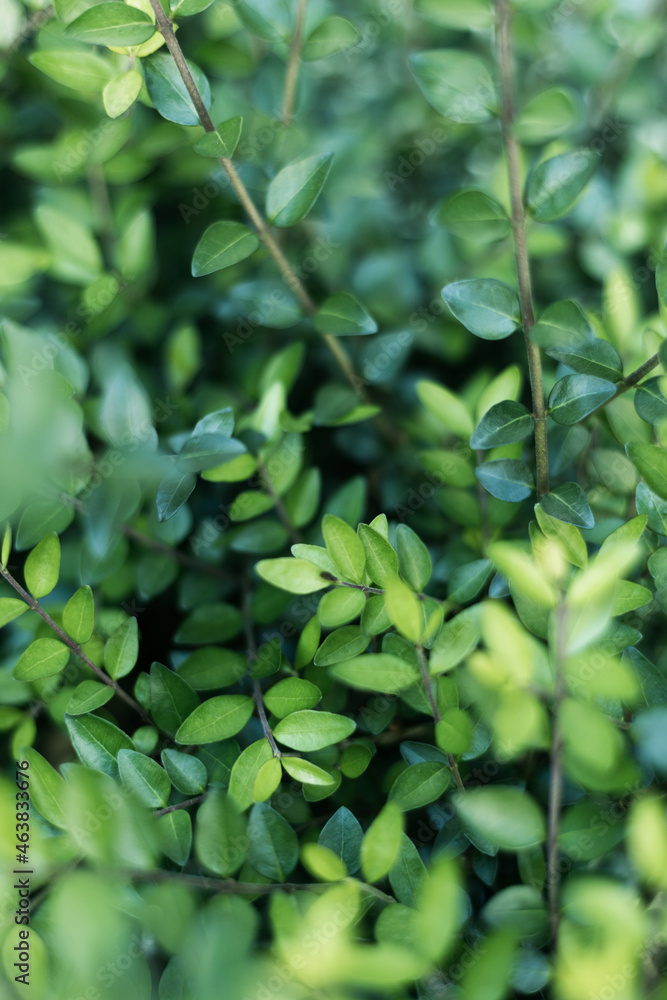 Beautiful green shrub in the morning light. Natural background. Soft focus. Shallow depth of field. Beautiful green shrub in the morning light. Natural background. Soft focus. Shallow depth of field.