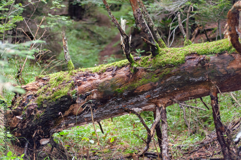 Fallen tree trunk overgrown with green moss and mold Fallen tree trunk overgrown with green moss and mold