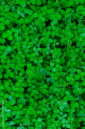 Clover leaves with dew drops background close up
