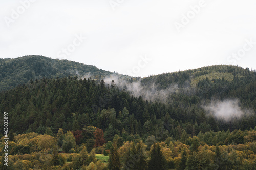 Mysterious coniferous forest with large green fir trees outside big white fog. outdoors. sky is covered with thick gray clouds