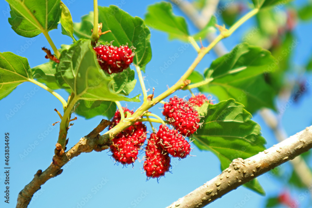 Bunch of Vibrant Red Immature Mulberry Fruits Ripening on the Tree Bunch of Vibrant Red Immature Mulberry Fruits Ripening on the Tree