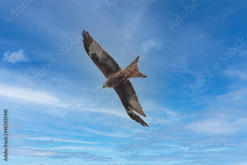 Ptak drapieżny kania ruda w czasie lotu na tle lekko zachmurzonego nieba. photo