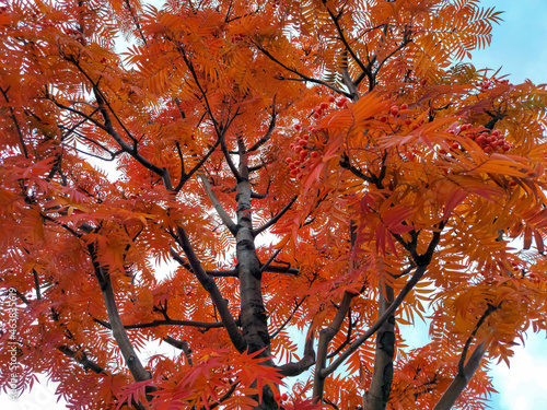 The crown of a rowan tree with red autumn leaves and clusters of berries