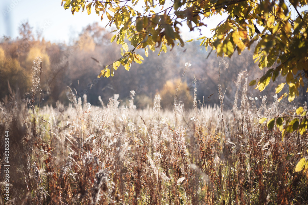 Dry autumn grasses in field in morning sun. Pampas grass in autumn. Natural abstract background with bokeh. Meadow at countryside. Pastel neutral colors and earth tones Dry beige reed. Selective focus