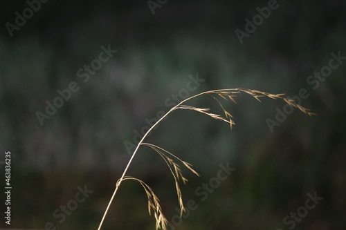 grass, field, nature, plant, wheat, yellow, summer, agriculture, green, wind, farm, cereal, crop, grain, plants, autumn, meadow, dry, spring, seed, rural, corn, winter, flower, closeup