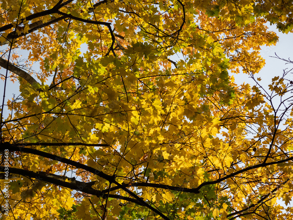 Colorful leaves in the autumn in the park Colorful leaves in the autumn in the park