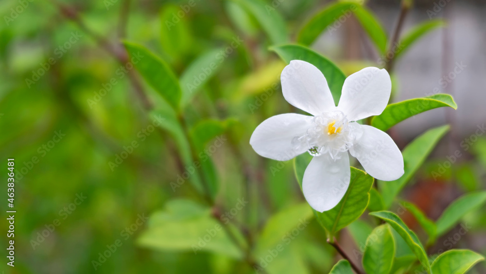 White Inda flowers (Wringhtia antidysenterica) or Snowflake, Milky way, Winter cherry tree, with raindrops on flowers and leaves after the rain. White Inda flowers (Wringhtia antidysenterica) or Snowflake, Milky way, Winter cherry tree, with raindrops on flowers and leaves after the rain.
