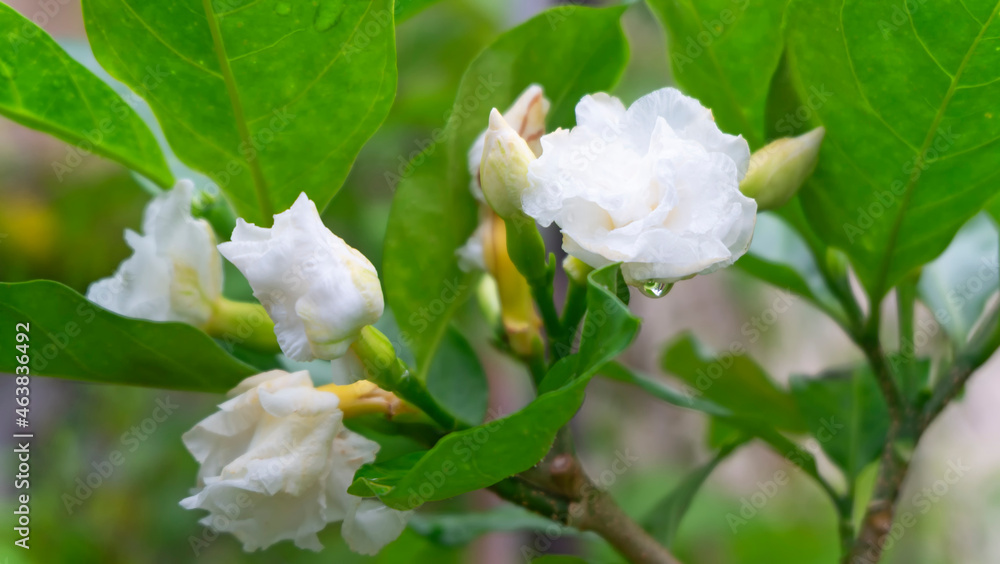 Obraz premium Close up Gardenia Rose, Cape jasmine (Gardenia augusta&nbsp;(L.) Merr.) blooming in the garden.
