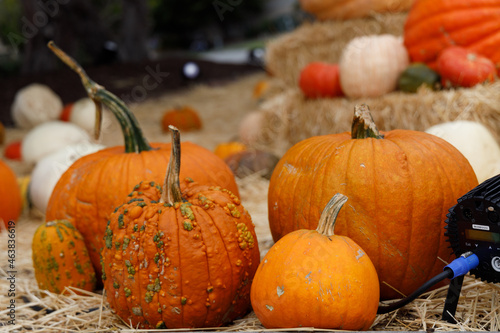 Pumkins