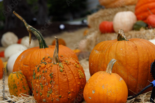 Pumkins