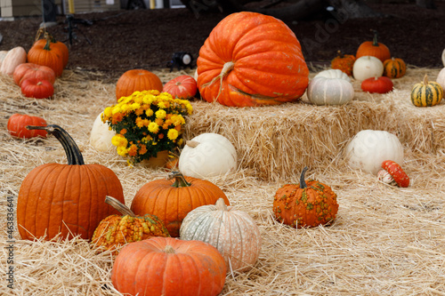 Pumkins