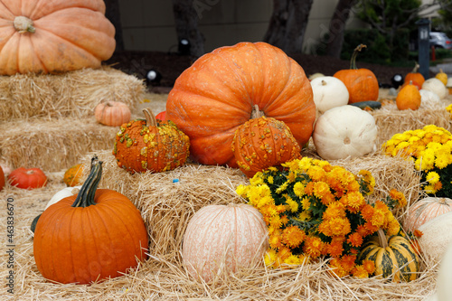 Pumkins
