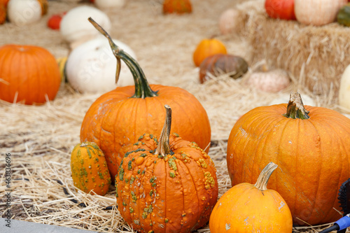 Pumkins