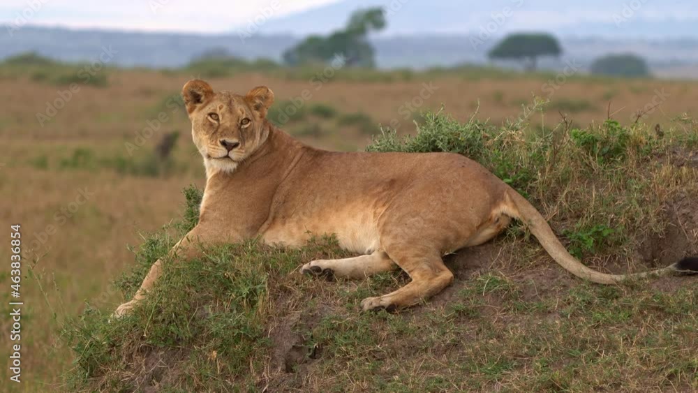 Lion - Panthera leo king of the animals. Lion - the biggest african cat, lioness lying and resting in the bush in Masai Mara National Park in Kenya Africa, yawn and leave Lion - Panthera leo king of the animals. Lion - the biggest african cat, lioness lying and resting in the bush in Masai Mara National Park in Kenya Africa, yawn and leave