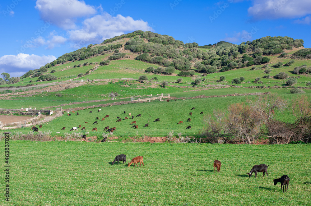 Fototapeta premium free grazing goats on a green hill meadow on a sunny day