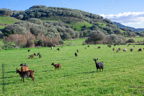 free grazing goats on a green hill meadow on a sunny day