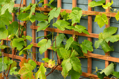 young Grape vines on a wooden trellis structure in garden photo
