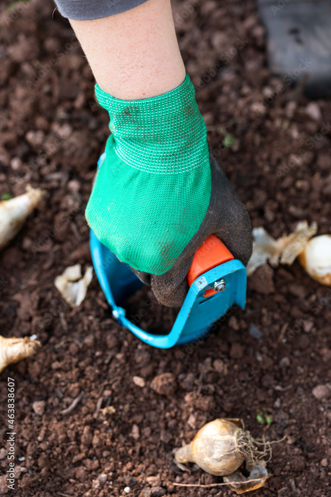 autumnal daffodil bulb planting using a bulb planter tool in garden soil autumnal daffodil bulb planting using a bulb planter tool in garden soil