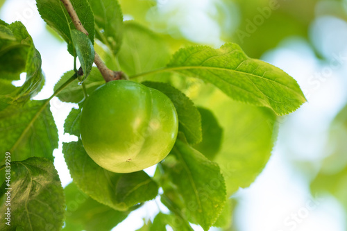 Wallpaper Mural Newly growing green plum fruit on the branch. Selective focus Torontodigital.ca